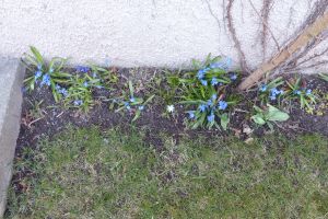 Seinän vierustalla kasvaa sinisiä kukkia.
