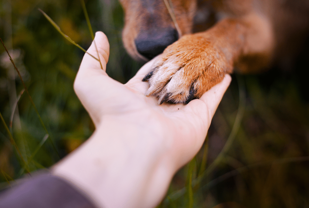 Koira pitää tassuaan ihmisen kämmenellä.