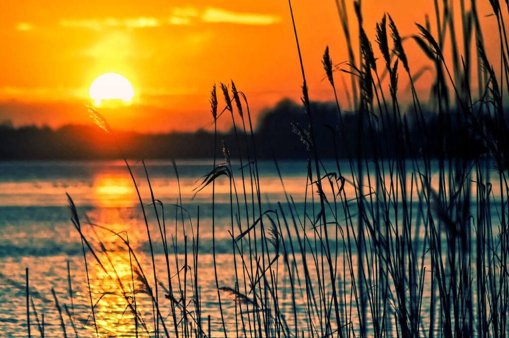 Auringonlasku heijastuu järven pinnasta ja kuvan etualalla on järven vieressä kasvavia heiniä.